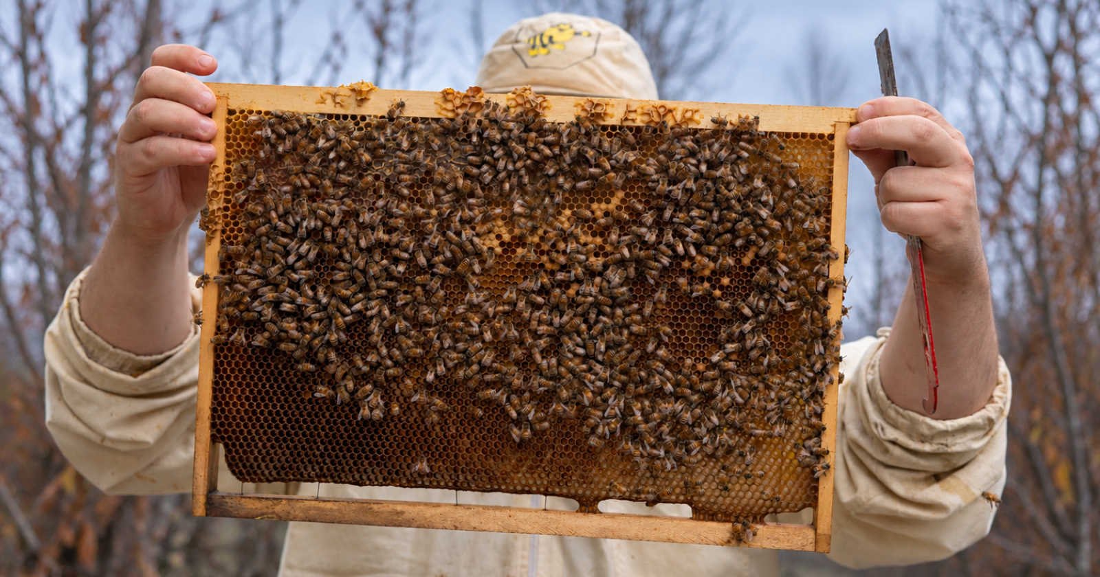 Apiario e apiterapia d’inverno: usare HEXA nel letargo